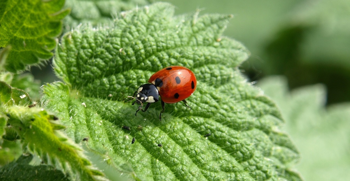Ladybird on nettle
